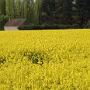 DSCF2056