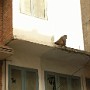 Nepal016.JPG