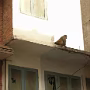 Nepal016
