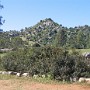 IMG_1165.jpg